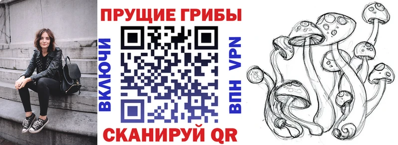 Купить где  Аркадак  Псилоцибиновые грибы Psilocybe 